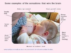 Some examples of the sensations that wire the brain: makes eye contact, hears parents voice, moves together with parent, their back feels mother's arm holding, warmed on mothers front, hand touches warm skin, tastes milk, smells milk
