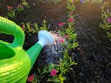 Watering purple flowers with a green watering can
