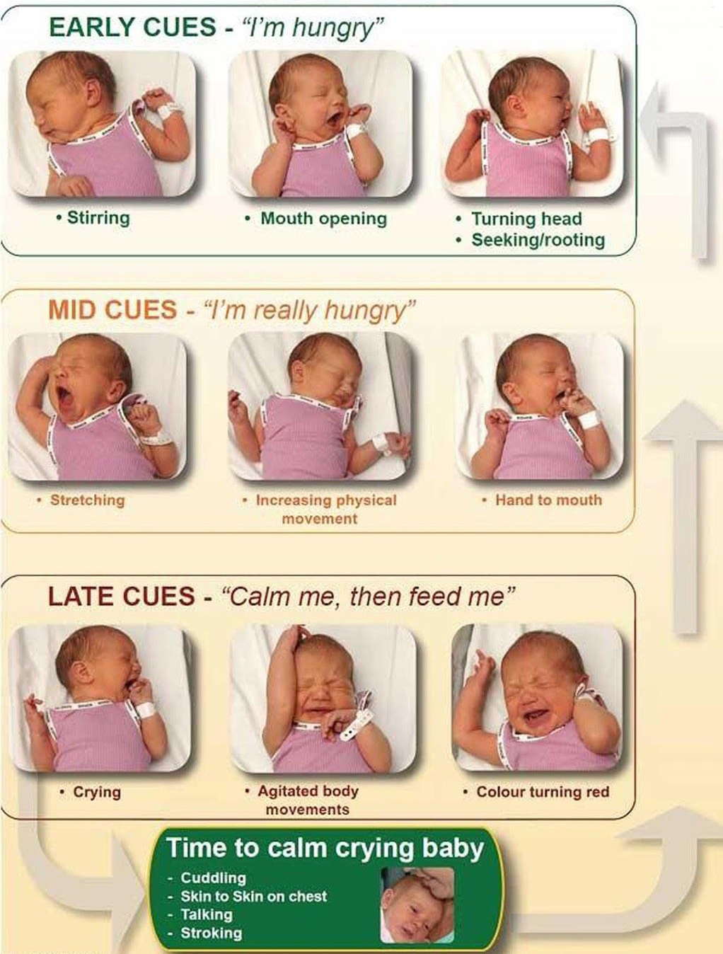 Baby Feeding Cues - Version 3